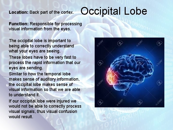 Location: Back part of the cortex. Occipital Lobe Function: Responsible for processing visual information