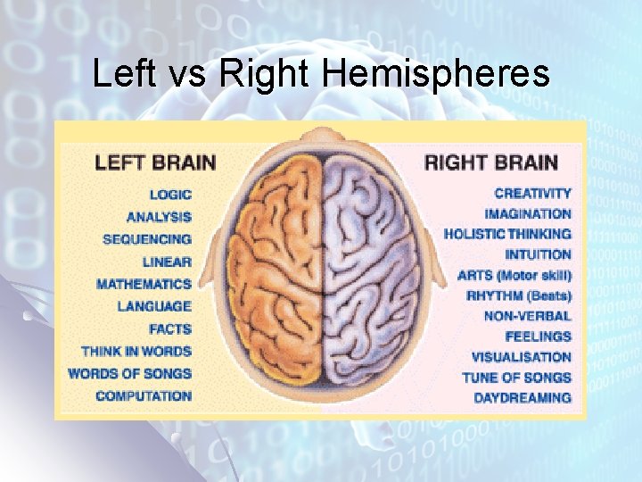 Left vs Right Hemispheres 