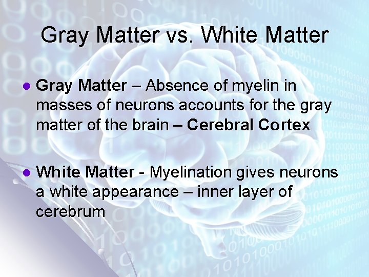 Gray Matter vs. White Matter l Gray Matter – Absence of myelin in masses