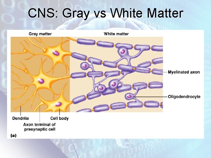 CNS: Gray vs White Matter 