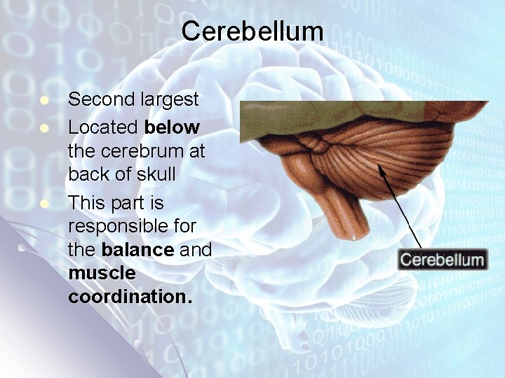 Cerebellum l l l Second largest Located below the cerebrum at back of skull