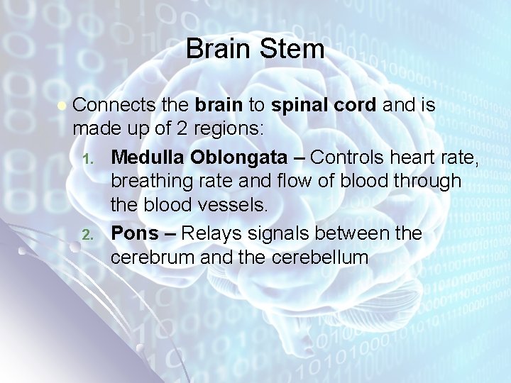 Brain Stem l Connects the brain to spinal cord and is made up of