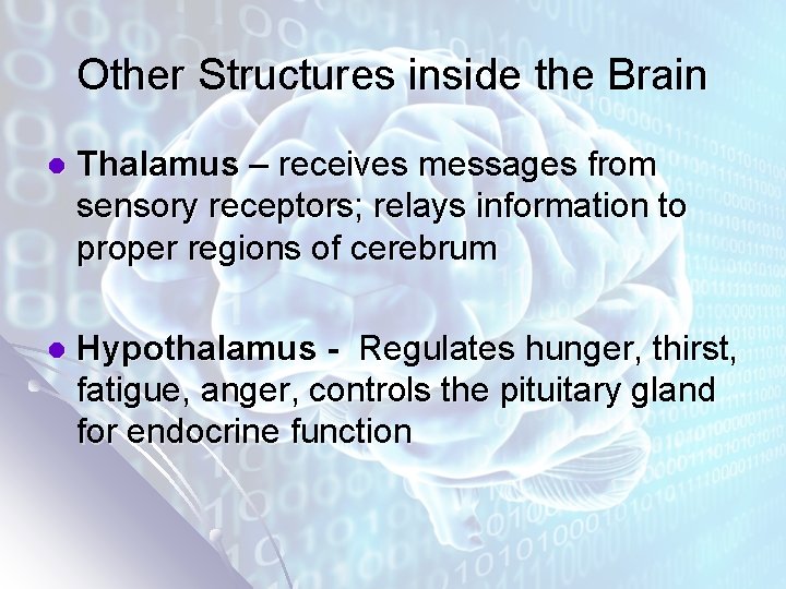 Other Structures inside the Brain l Thalamus – receives messages from sensory receptors; relays