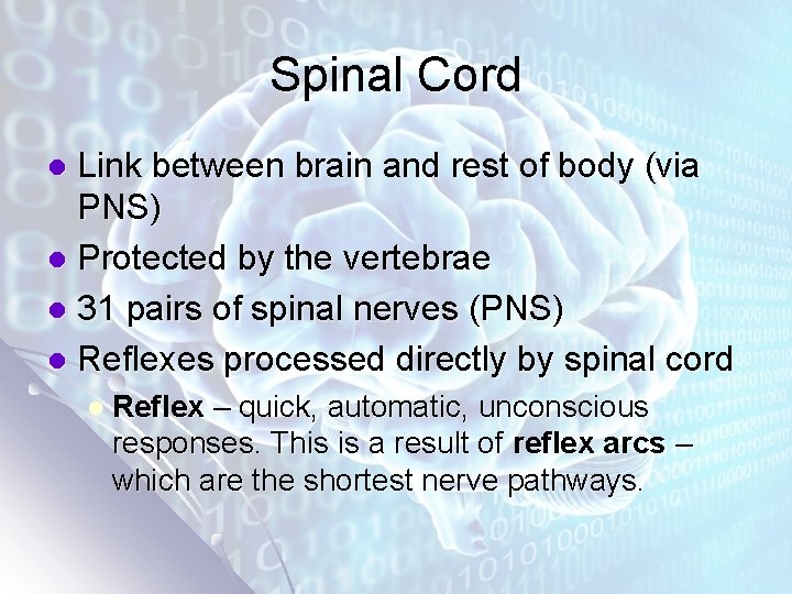 Spinal Cord Link between brain and rest of body (via PNS) l Protected by