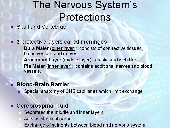 The Nervous System’s Protections l Skull and Vertebrae l 3 protective layers called meninges