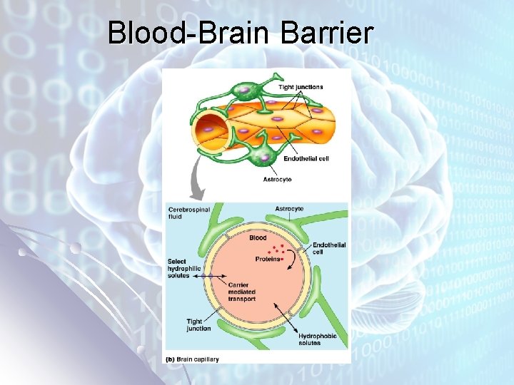 Blood-Brain Barrier 