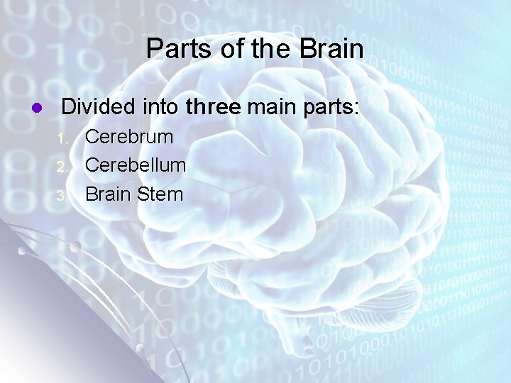 Parts of the Brain l Divided into three main parts: 1. 2. 3. Cerebrum