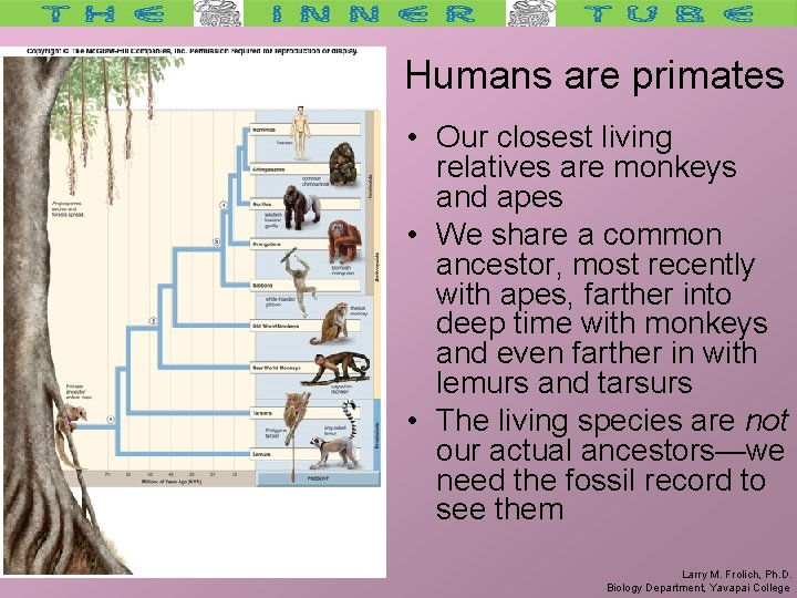 Humans are primates • Our closest living relatives are monkeys and apes • We