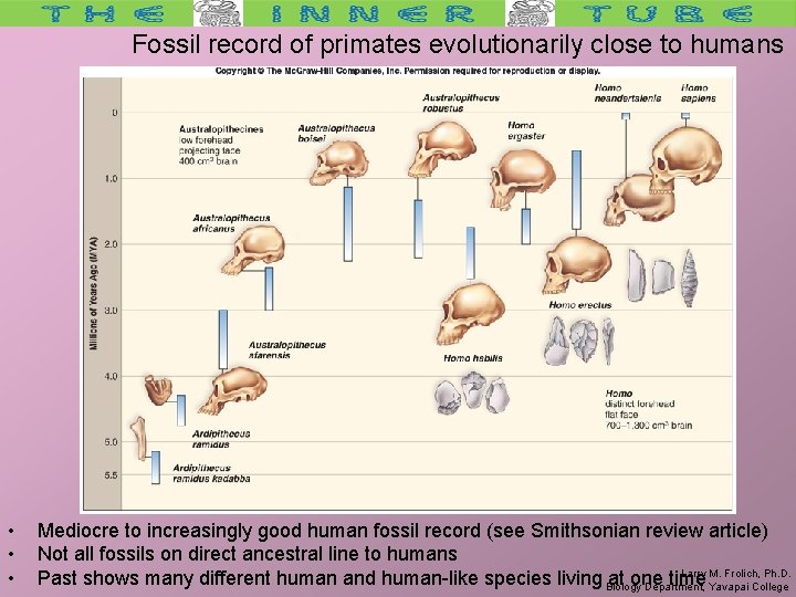 Fossil record of primates evolutionarily close to humans • • • Mediocre to increasingly