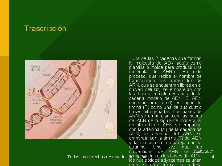 Trascripción Una de las 2 cadenas que forman la molécula de ADN actúa como