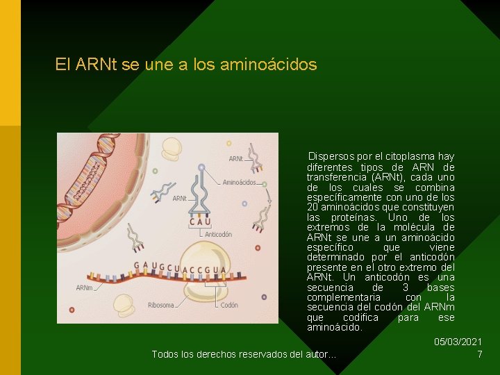 El ARNt se une a los aminoácidos Dispersos por el citoplasma hay diferentes tipos