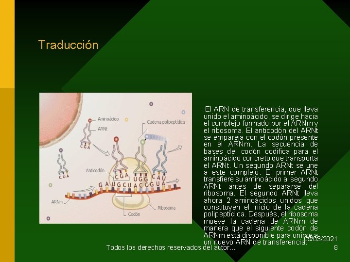 Traducción El ARN de transferencia, que lleva unido el aminoácido, se dirige hacia el