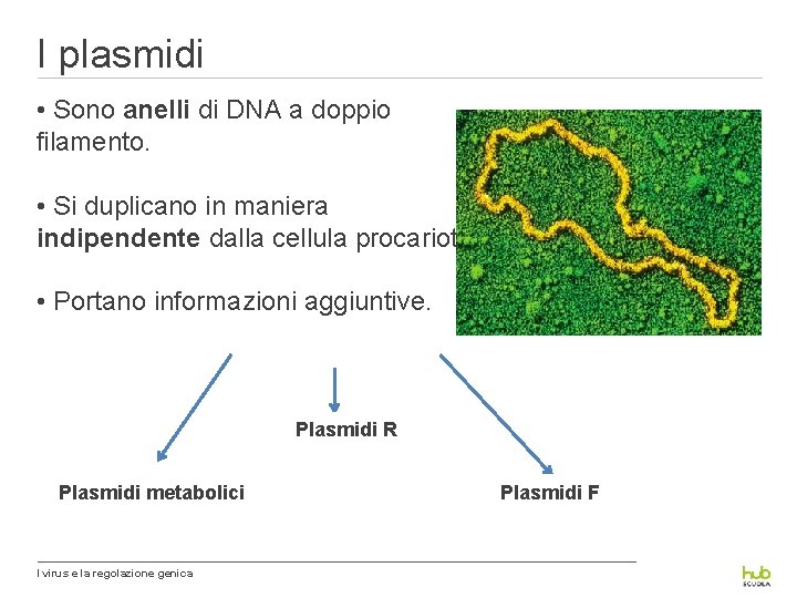 I plasmidi • Sono anelli di DNA a doppio filamento. • Si duplicano in
