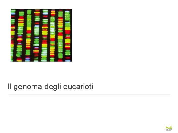 Il genoma degli eucarioti 