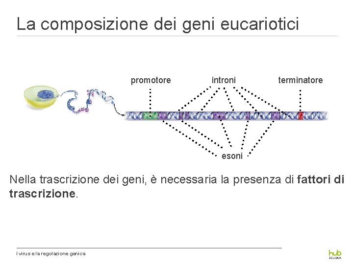 La composizione dei geni eucariotici promotore introni terminatore esoni Nella trascrizione dei geni, è