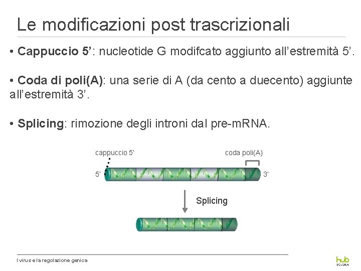 Le modificazioni post trascrizionali • Cappuccio 5’: nucleotide G modifcato aggiunto all’estremità 5’. •
