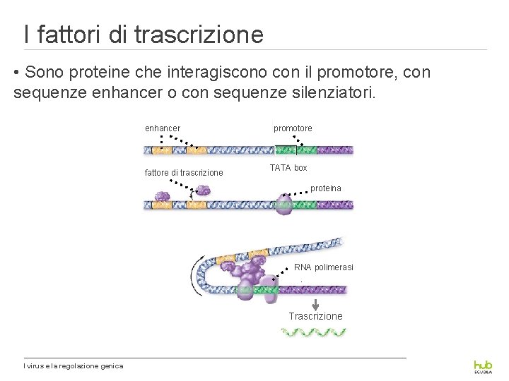 I fattori di trascrizione • Sono proteine che interagiscono con il promotore, con sequenze