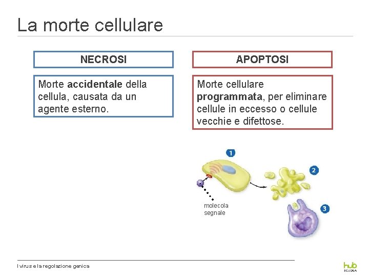 La morte cellulare NECROSI Morte accidentale della cellula, causata da un agente esterno. APOPTOSI