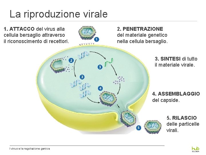 La riproduzione virale 1. ATTACCO del virus alla cellula bersaglio attraverso il riconoscimento di