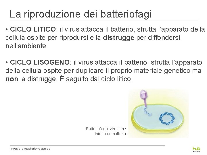 La riproduzione dei batteriofagi • CICLO LITICO: il virus attacca il batterio, sfrutta l’apparato