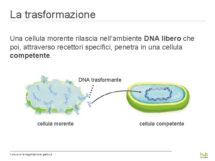 La trasformazione Una cellula morente rilascia nell’ambiente DNA libero che poi, attraverso recettori specifici,