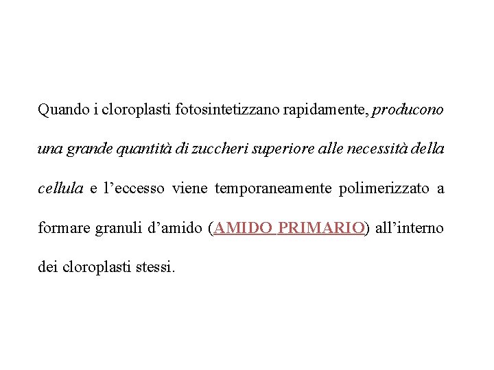 Quando i cloroplasti fotosintetizzano rapidamente, producono una grande quantità di zuccheri superiore alle necessità