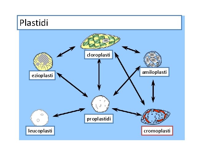 Plastidi cloroplasti amiloplasti ezioplasti proplastidi leucoplasti cromoplasti 