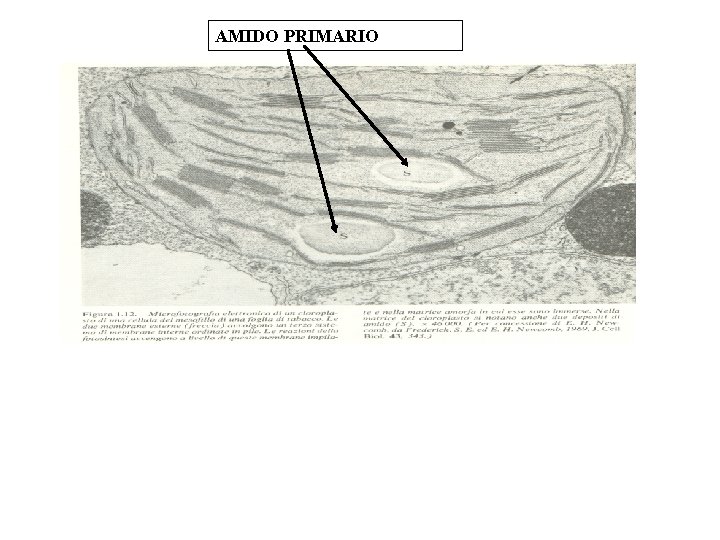 AMIDO PRIMARIO 