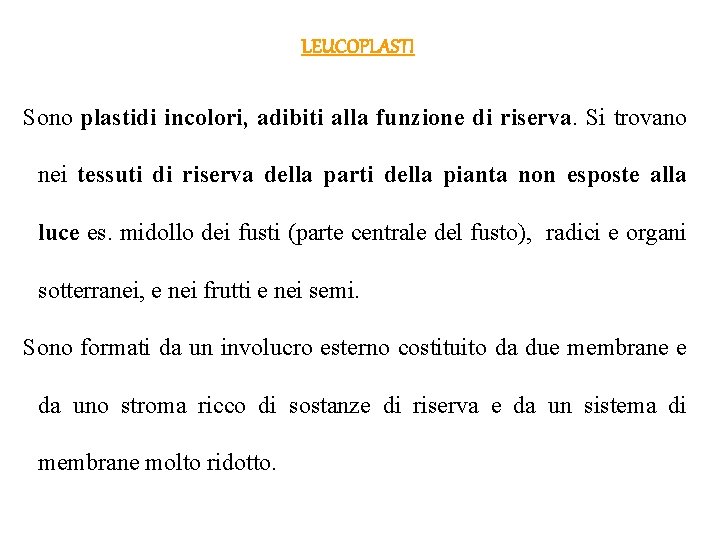  LEUCOPLASTI Sono plastidi incolori, adibiti alla funzione di riserva. Si trovano nei tessuti