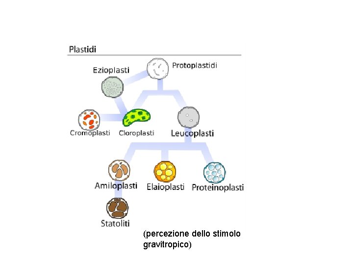(percezione dello stimolo gravitropico) 