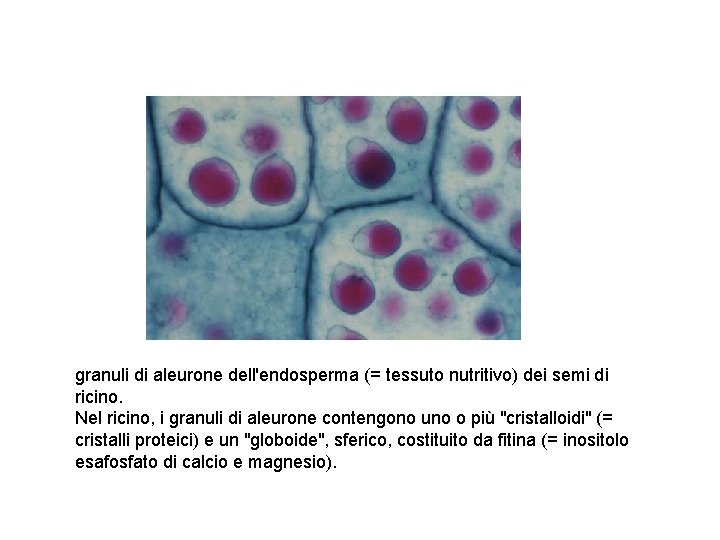 granuli di aleurone dell'endosperma (= tessuto nutritivo) dei semi di ricino. Nel ricino, i