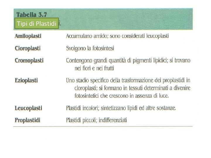 Tipi di Plastidi 