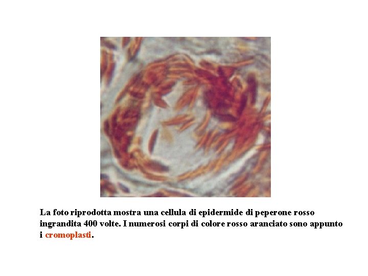 La foto riprodotta mostra una cellula di epidermide di peperone rosso ingrandita 400 volte.