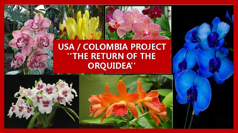 USA / COLOMBIA PROJECT "THE RETURN OF THE ORQUIDEA" 