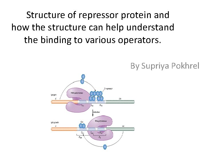Structure of repressor protein and how the structure can help understand the binding to