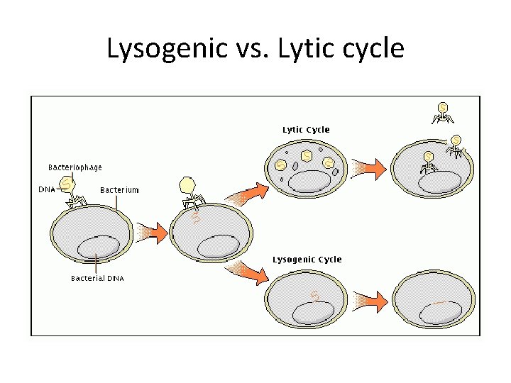 Lysogenic vs. Lytic cycle 