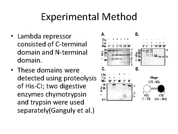Experimental Method • Lambda repressor consisted of C-terminal domain and N-terminal domain. • These
