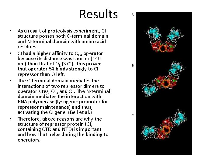 Results • • As a result of proteolysis experiment, CI structure posses both C-terminal