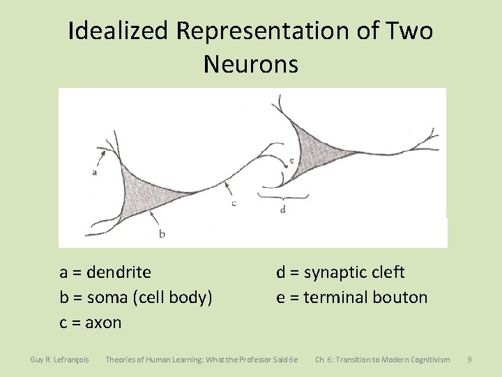 Idealized Representation of Two Neurons a = dendrite b = soma (cell body) c