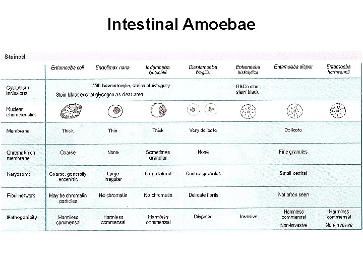 Intestinal Amoebae Intestinal Amoebae