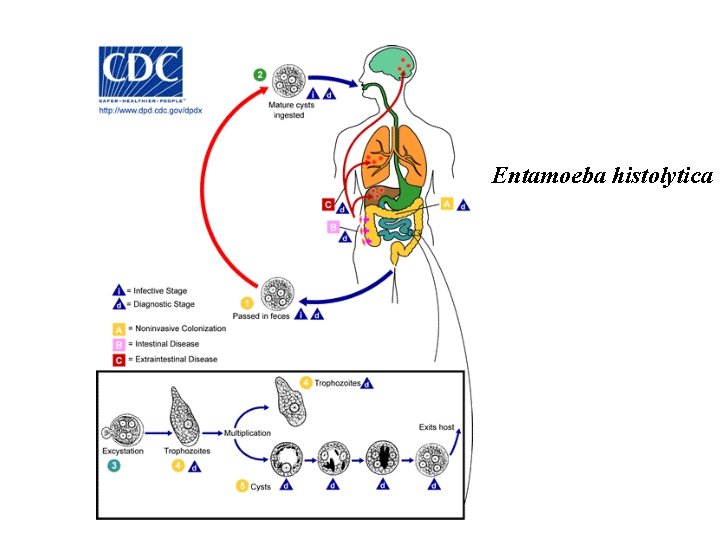 Entamoeba histolytica Entamoeba histolytica