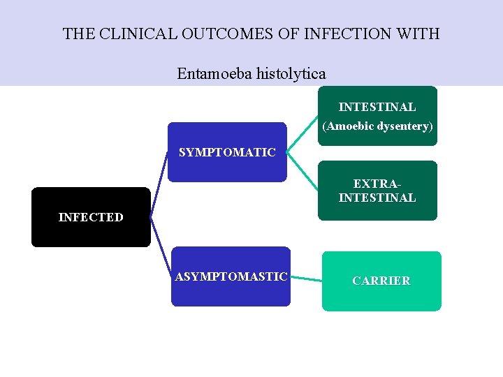 THE CLINICAL OUTCOMES OF INFECTION WITH Entamoeba histolytica INTESTINAL (Amoebic dysentery) SYMPTOMATIC EXTRAINTESTINAL INFECTED THE CLINICAL OUTCOMES OF INFECTION WITH Entamoeba histolytica INTESTINAL (Amoebic dysentery) SYMPTOMATIC EXTRAINTESTINAL INFECTED