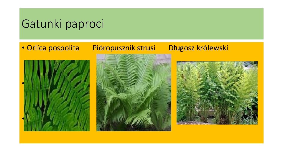 Gatunki paproci • Orlica pospolita • Pióropusznik strusi • Długosz królewski Pióropusznik strusi Długosz