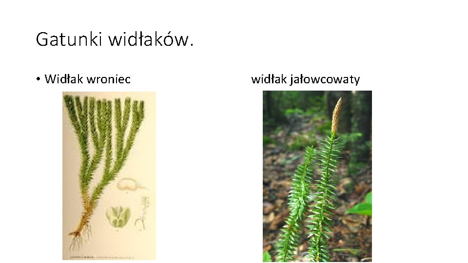 Gatunki widłaków. • Widłak wroniec widłak jałowcowaty 