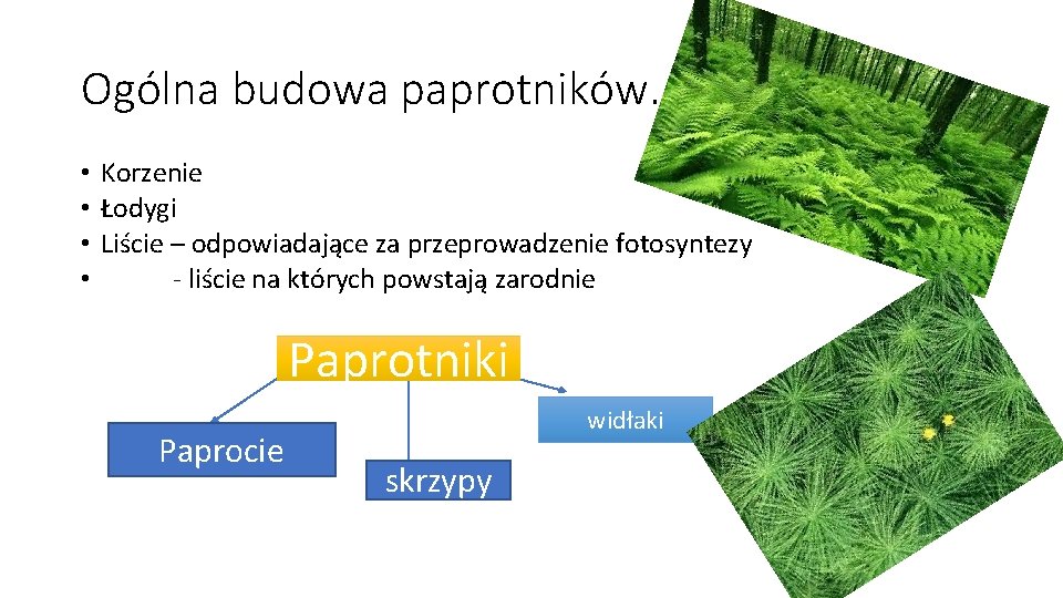 Ogólna budowa paprotników. • Korzenie • Łodygi • Liście – odpowiadające za przeprowadzenie fotosyntezy