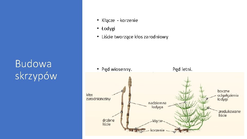  • Kłącze - korzenie • Łodygi • Liście tworzące kłos zarodniowy Budowa skrzypów