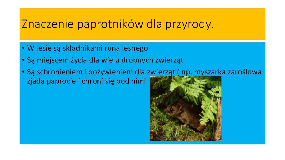 Znaczenie paprotników dla przyrody. • W lesie są składnikami runa leśnego • Są miejscem