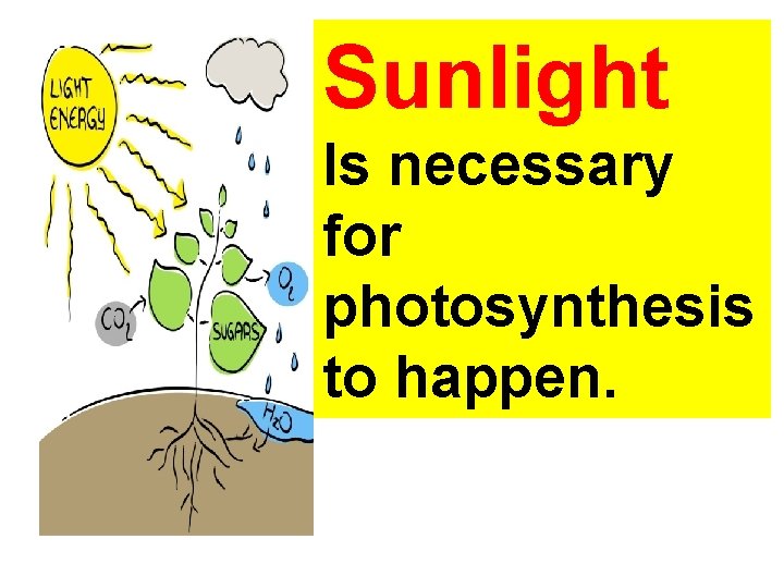 Sunlight Is necessary for photosynthesis to happen. 