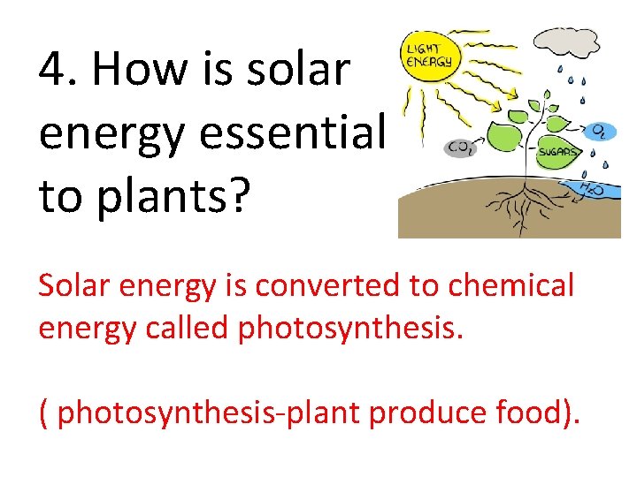 4. How is solar energy essential to plants? Solar energy is converted to chemical