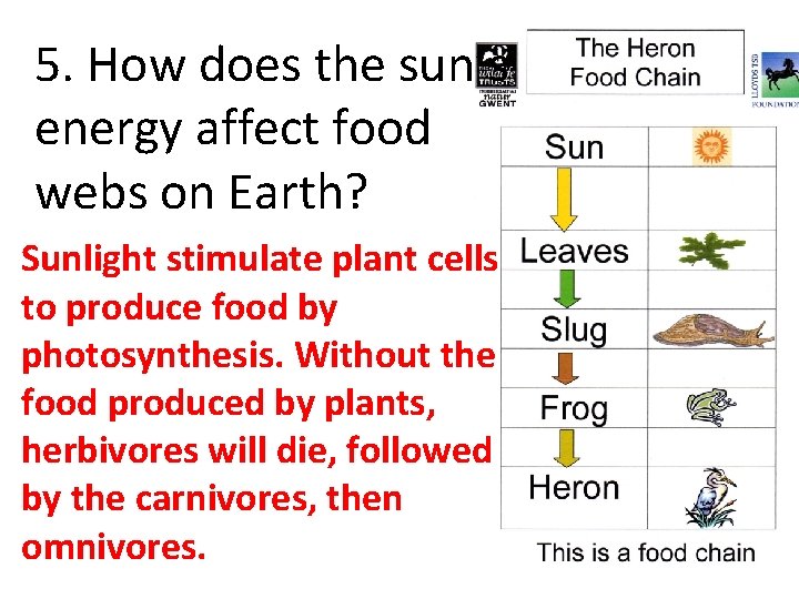 5. How does the sun’s energy affect food webs on Earth? Sunlight stimulate plant
